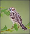 _5SB2965 lark sparrow